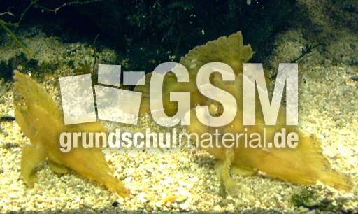 Schaukelfisch.jpg